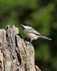 Fototapeta premium Carolina Chickadee. Dover, Tennessee