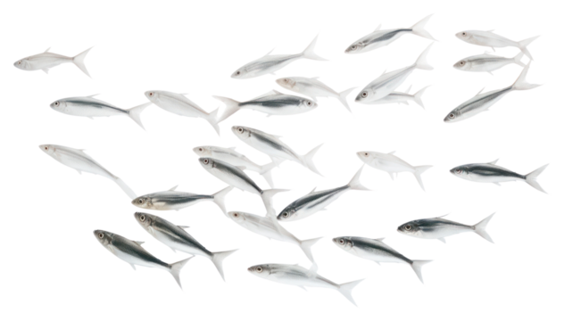 PNG Fish animal white background wildlife.