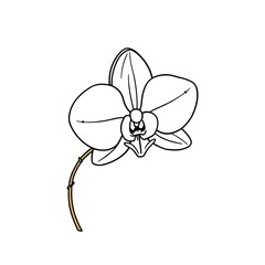 Pink orchid isolated on white, set Element Doodle line Orchid isolated on white. Set Doodle Orchid.