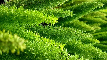 Asparagus green fern background