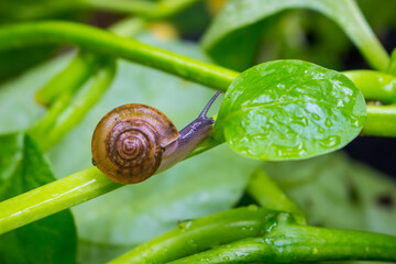 A snail crawling on a green leaf nature background.