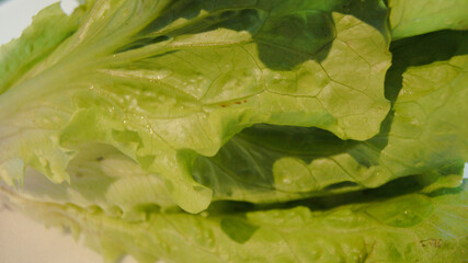 Green salad leaves, vegan background, fresh lettuce leaves texture, green vegetables wet, pastel green color, close up, Italy