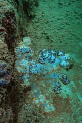 Soft coral growing on tropical reef underwater