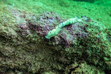 Couple of nudibranchs crawling on a rock in the seabed