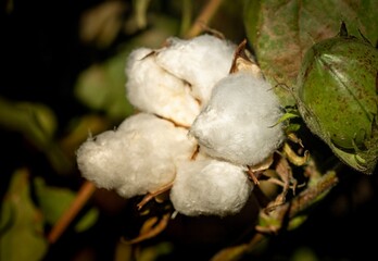 Cotton flowering close up