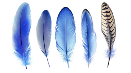 Vibrant Collection of Blue Feathers in Various Shapes and Sizes Generative AI