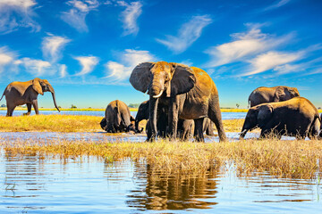 Naklejka premium The animal goes to water.