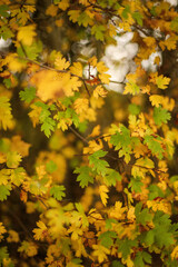 autumn pictures, cozy autumn, autumn, yellow leaves in the hand