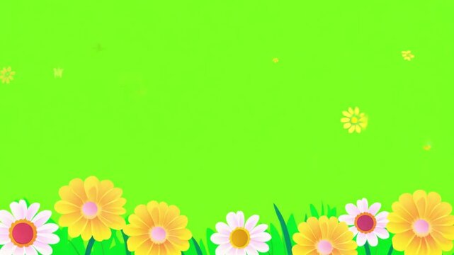 Colorful spring flowers on green screen. orange pink daisies. Floral frame animation on green screen. Floral frame animation with key color. Women's day, Valentine's Day, and Wedding day frame