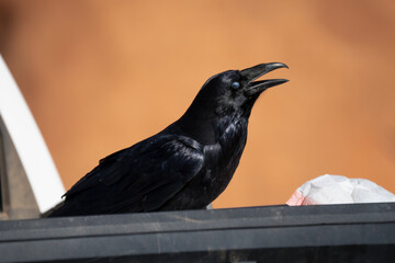 close-up of a raven (Corvus Corax) cleverly working inside a polythene garbage bag to access food morsels