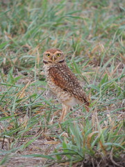 Owl in a field - Brazil