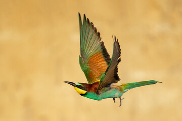 European bee-eater Merops Apiaster in the wild