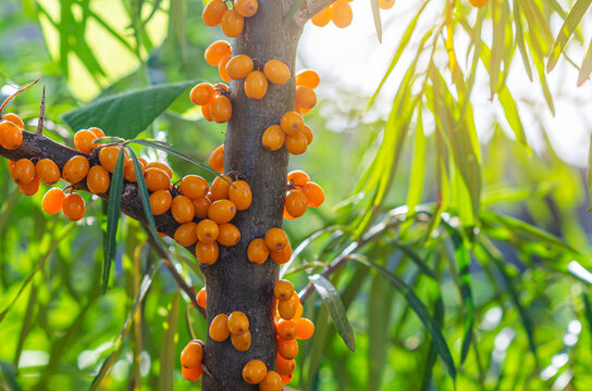 Sunlight on orange sea buckthorn berry. Macro photo. Bright autumn screensaver. Blurred background.