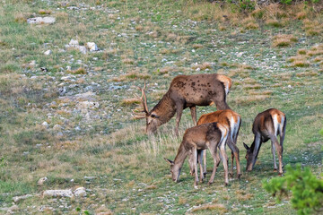 Red deer in wildlife, Protection of Nature. Cervus elaphus in the wild