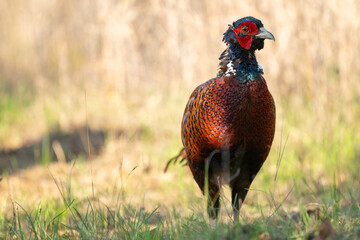 Ringneck Pheasant, Phasianus colchicus in the habitat