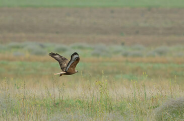 Common buzzard Buteo buteo flying low over a field against a beautiful background