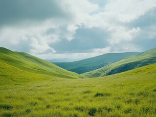 Obraz premium Serene Field in the Countryside