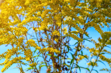 Fototapeta premium Bee collects nectar from yellow autumn flowers. Solidago canadian on background of the blue sky.