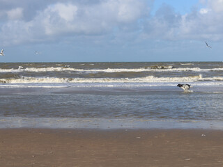 A dog is chasing seagulls