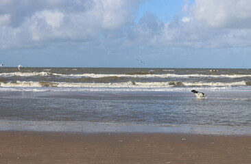 A dog is chasing seagulls
