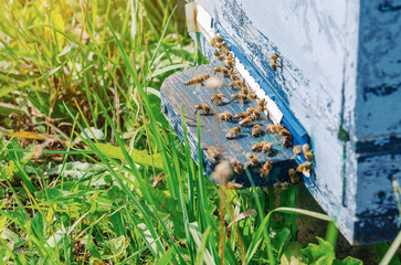 Fototapeta premium Blue old wooden beehive near which honey bees actively gathering. The concept of making honey.