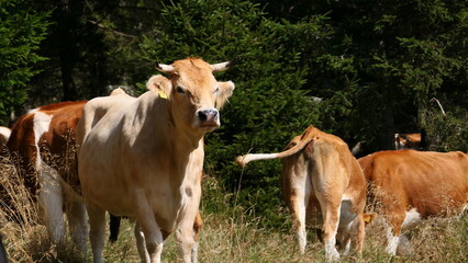 weidende Rinder am Hochwechsel
