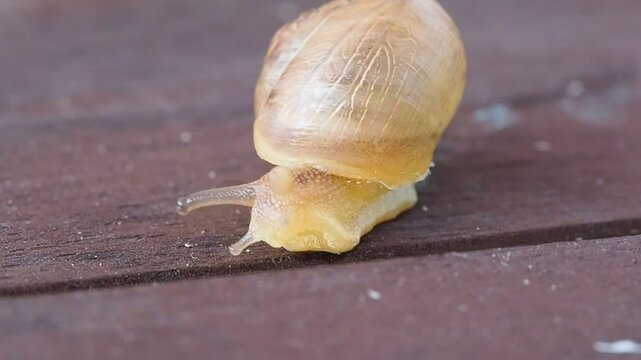 snail on a table