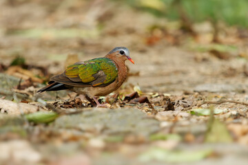 Common or Asian Emerald Dove Chalcophaps indica, also Grey-capped emerald dove, state bird of the...