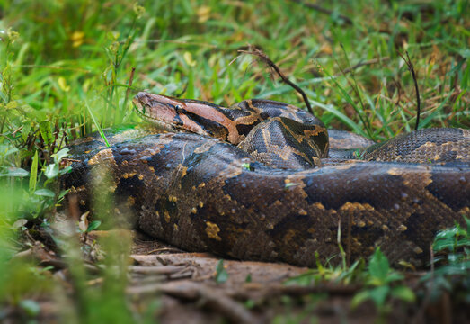 Indian python Python molurus is large snake native to Indian subcontinent and Southeast Asia, also called black-tailed or Indian rock or Asian rock python, big snake on grass in Sri Lanka