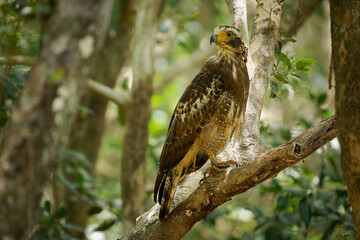 Crested serpent eagle - Spilornis cheela is medium-sized bird of prey found in forested habitats across tropical Asia, brown bird woth the crest on the tree in the Indian jungle