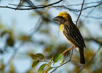 Baya weaver Ploceus philippinus yellow bird found across the Indian Subcontinent and Southeast Asia, in grasslands, cultivated areas, scrub, hanging retort shaped nests woven from leaves, build nest