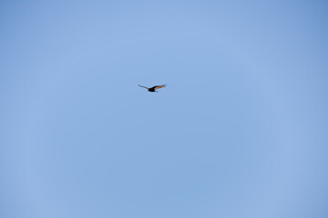 a Turkey vulture (Cathartes aura) in gliding flight, blue sky