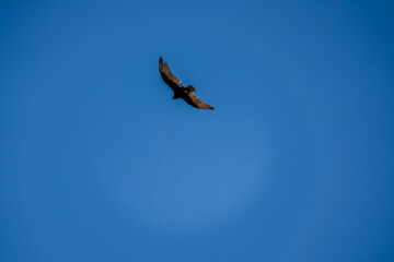 a Turkey vulture (Cathartes aura) in gliding flight, blue sky
