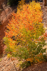 autumnal foliage with golden quaking Aspen tree foliage (Populus tremula) 