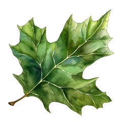 Fototapeta premium PNG Holly leaf illustration watercolor art.