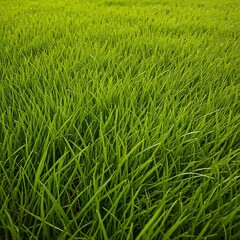 Fototapeta premium green grass in the wind