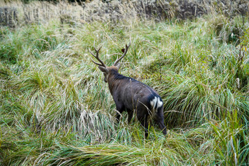 A stag with large antlers stands amid tall grass, facing away