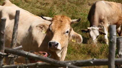 Rinder auf den Bergweiden