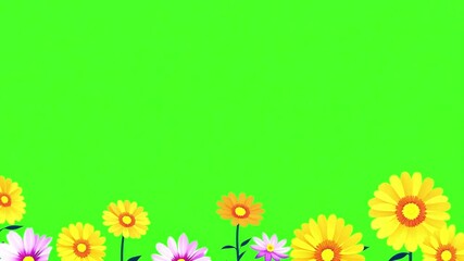 Colorful spring flowers on green screen. orange pink daisies. Floral frame animation on green screen. Floral frame animation with key color. Women's day, Valentine's Day, and Wedding day frame