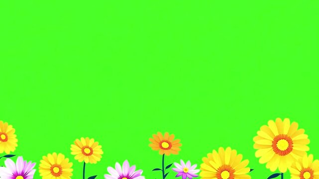 Colorful spring flowers on green screen. orange pink daisies. Floral frame animation on green screen. Floral frame animation with key color. Women's day, Valentine's Day, and Wedding day frame
