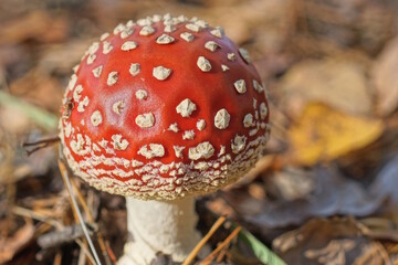 one red fly agaric in dry branches of grass and leaves in autumn forest