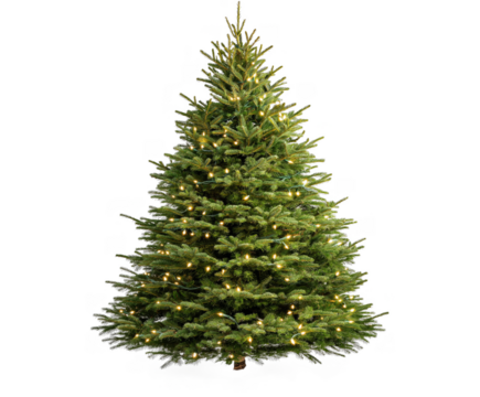 Christmas Tree isolated on white background