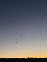 Sunset on a boat with flying bats, Komodo National Park, Indonesia
