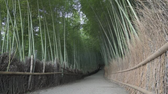 京都の竹林