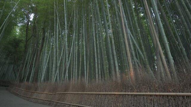 京都の竹林