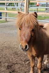 pony shetlandpony cute face