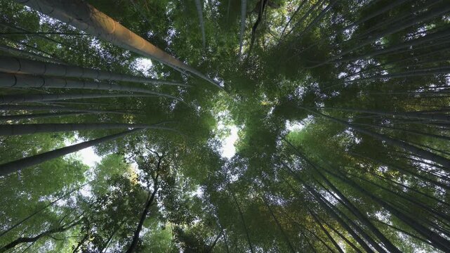 京都の竹林