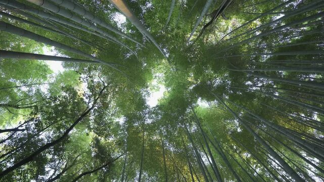 京都の竹林