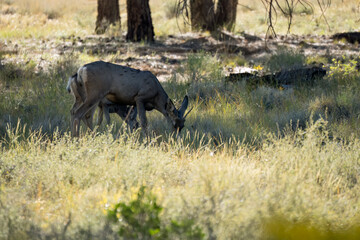 wild north American mule deer (Odocoileus hemionus) in a national park woodland  