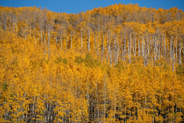 Fototapeta premium view across autumnal golden quaking Aspen tree foliage (Populus tremula) 
